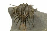 Rare, Psychopyge Termierorum Trilobite - Ofaten, Morocco #345188-5